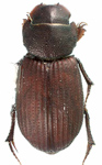 Bruchaphodius shannoni